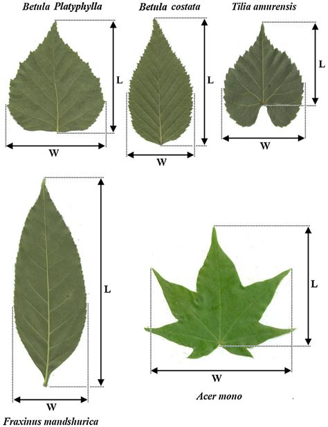 measuring leaf thickness errors|how to measure leaf size.